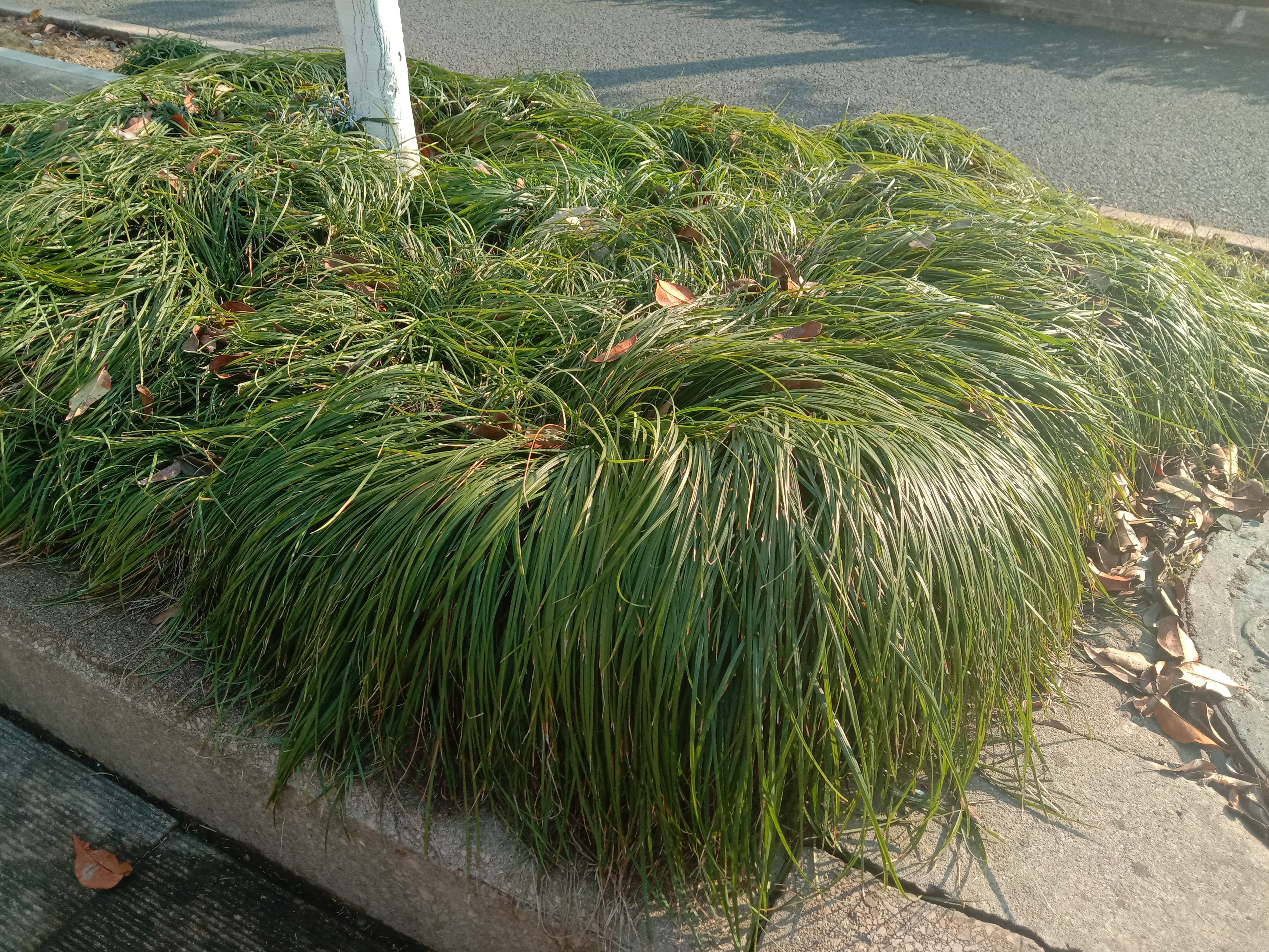 草长的都比你画的头发有层次感