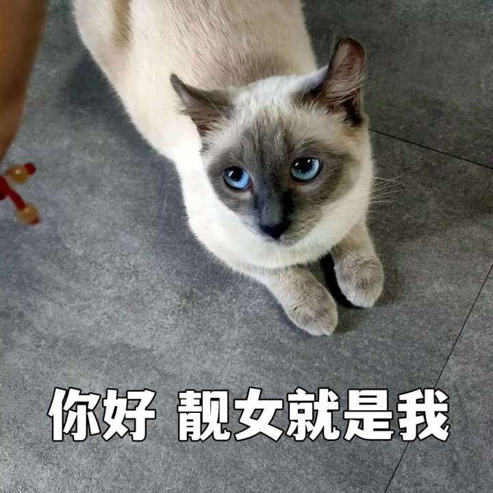 上线倒计时5天~（内含猫咪）