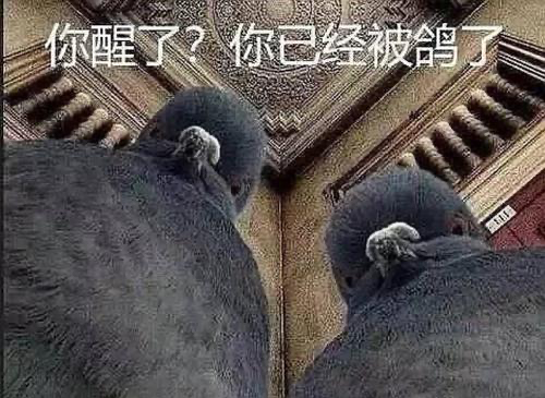 这个功能，可能这次真的要...咕咕咕咕了🕊️🕊️🕊️