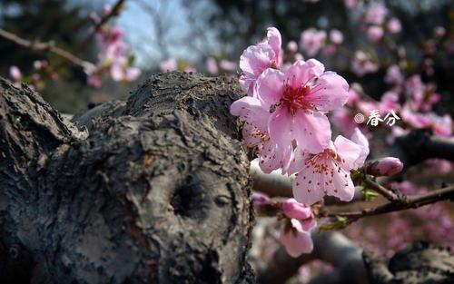 《大侠挂个机》节气-春分（活动进行中）