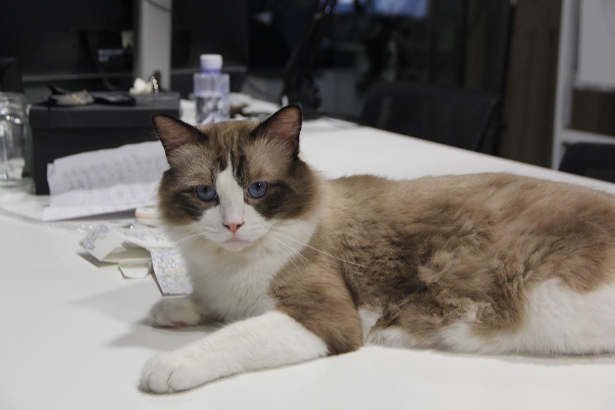 《猫灵相册》游戏进度开发报告