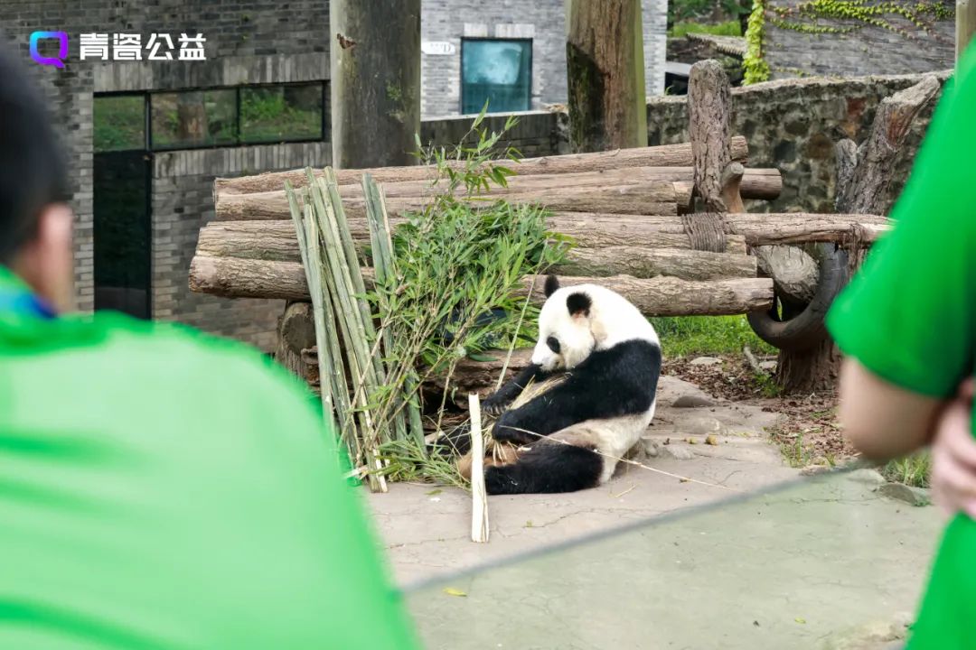 這裡是大熊貓飼養員，任務已圓滿完成！|最強蝸牛 - 第4張
