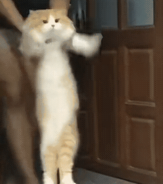 更新公告|『限时掉落！夏日庆典！』活动即将开启~一起来拿走6级宝石等豪华奖励！