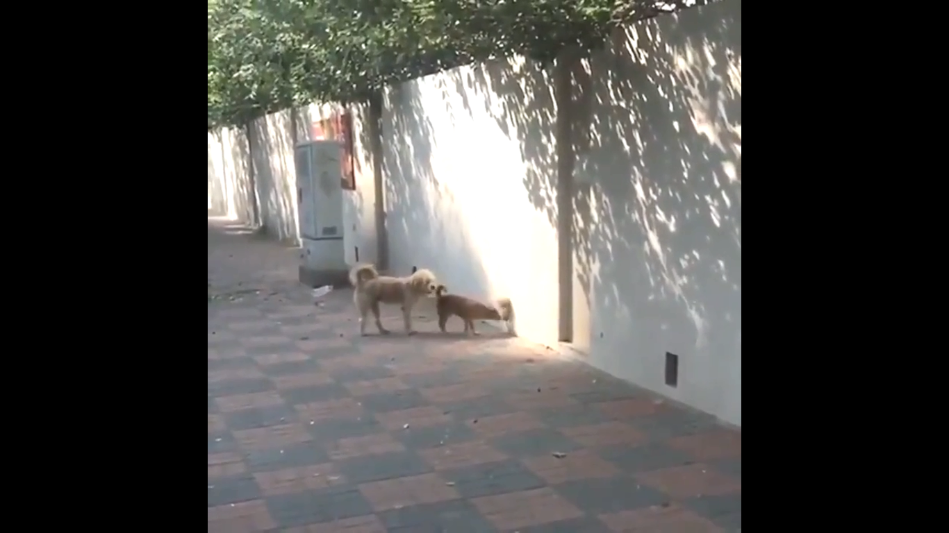 这是狗狗的什么秘密基地吗