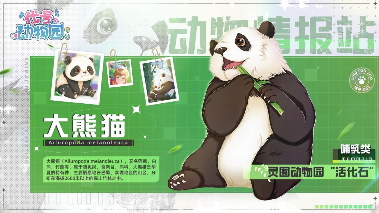 【动物情报站】大熊猫