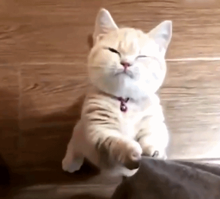 新宠物曝光！三小只现身，萌翻江湖！