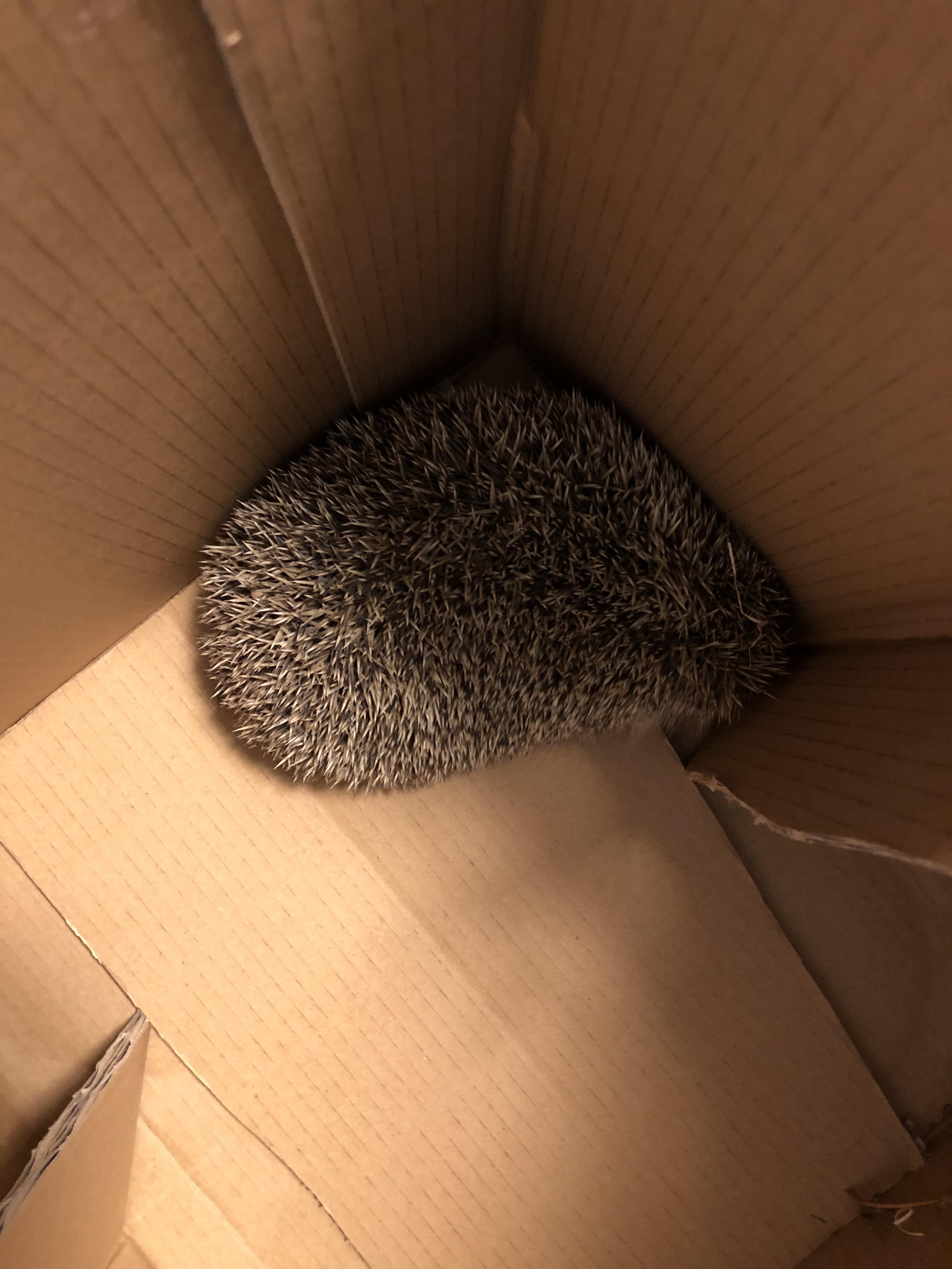 捕捉到一只野生的刺猬🦔