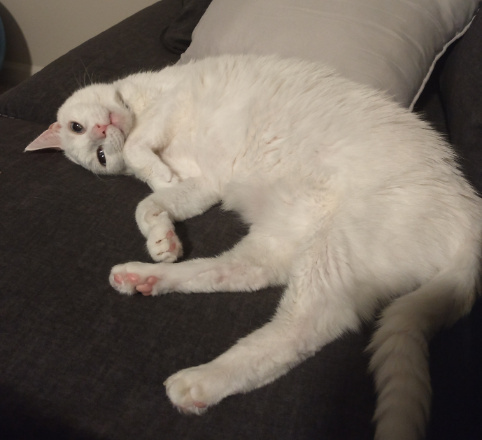 Meet the cat, Snowball: 遇见猫，雪球