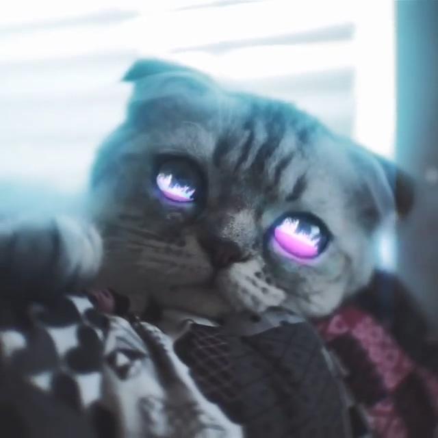 赛博朋克生活 猫