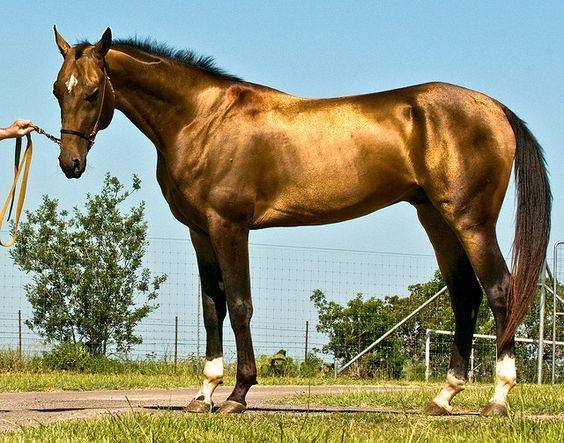 《飞马流星》世界上最稀有的马 黄金色的汗血宝马