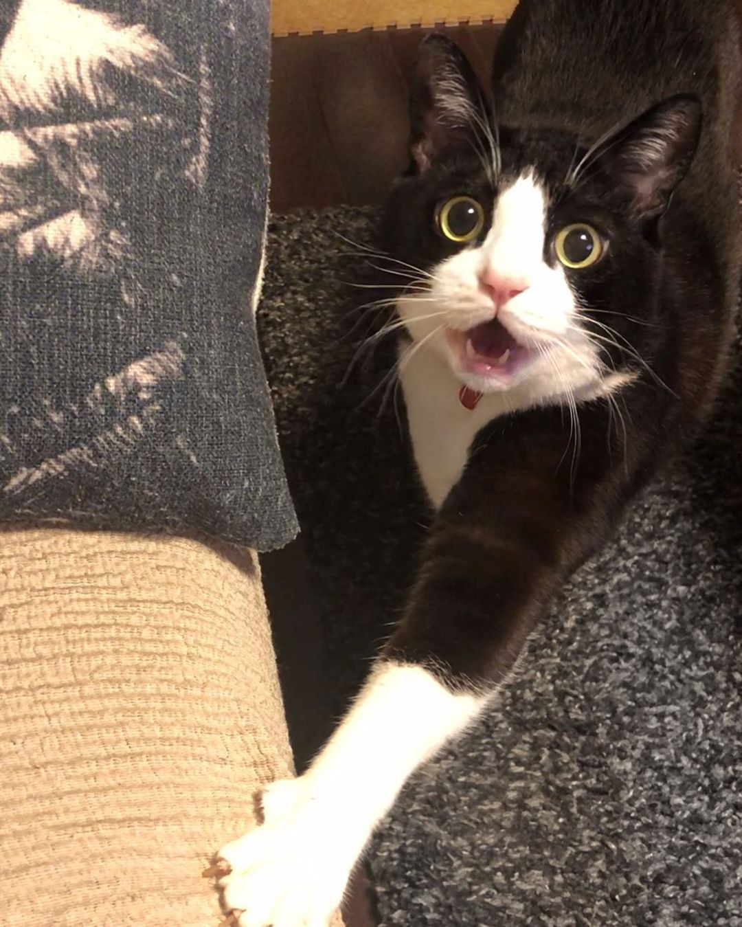 统计出了猫病(,11小时萌新,只想知道这游戏玩什么