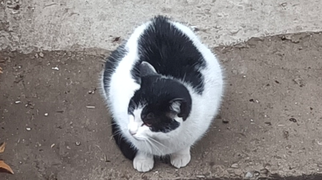 分析一下为什么本应是快乐的肉鸽显得非常坐牢