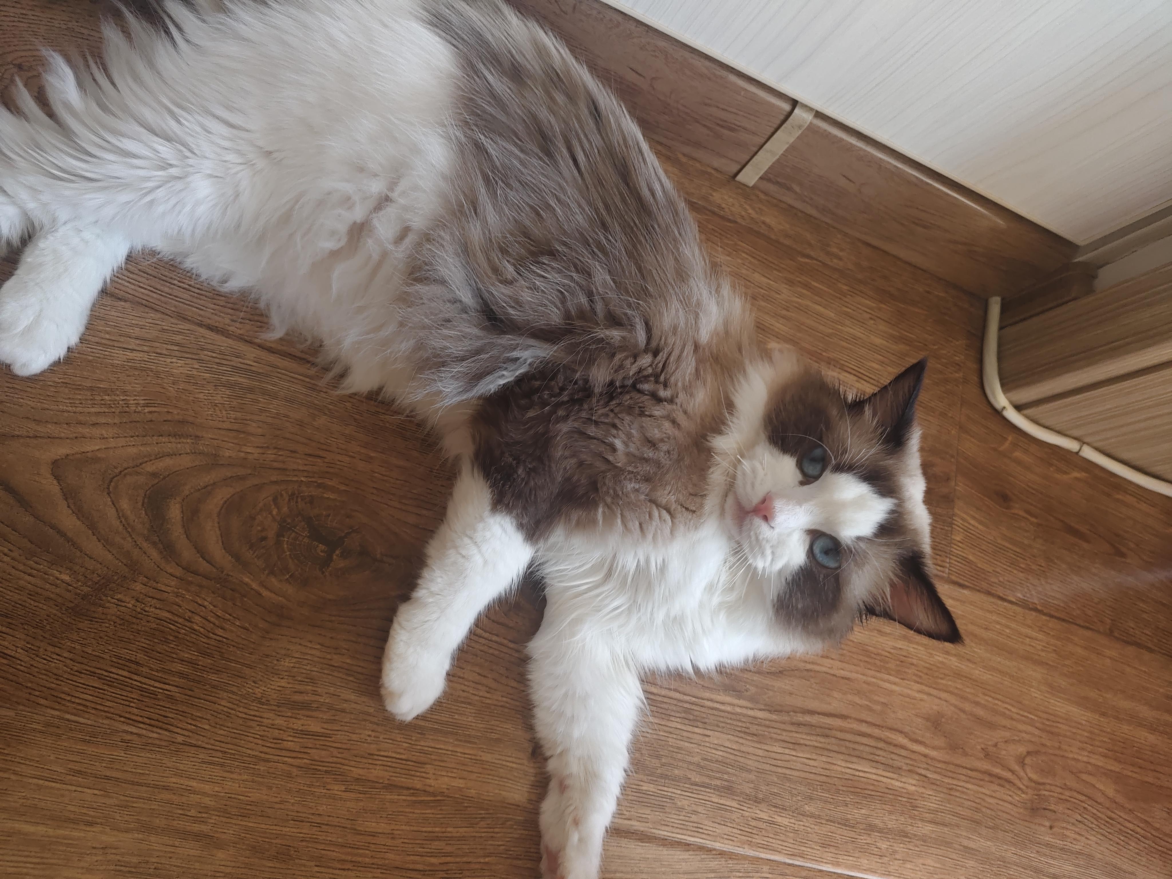 借用了一下我家猫猫的运气