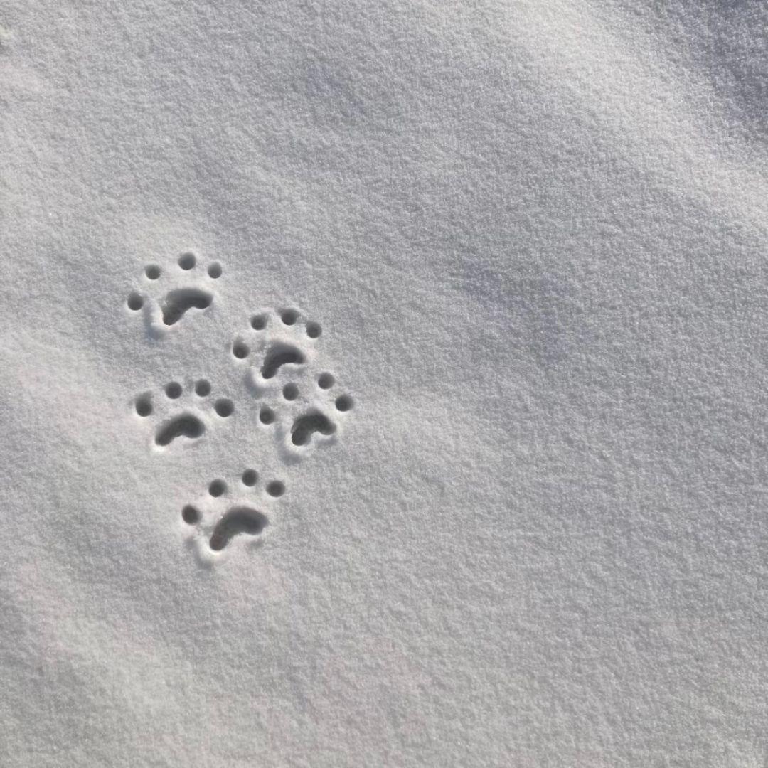 报纸与海禽同飞