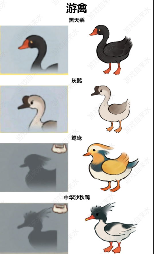 鸟类图鉴