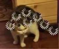 发现点逆天的东西