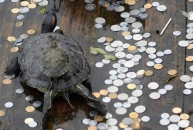 许愿池王八（不定期更新）