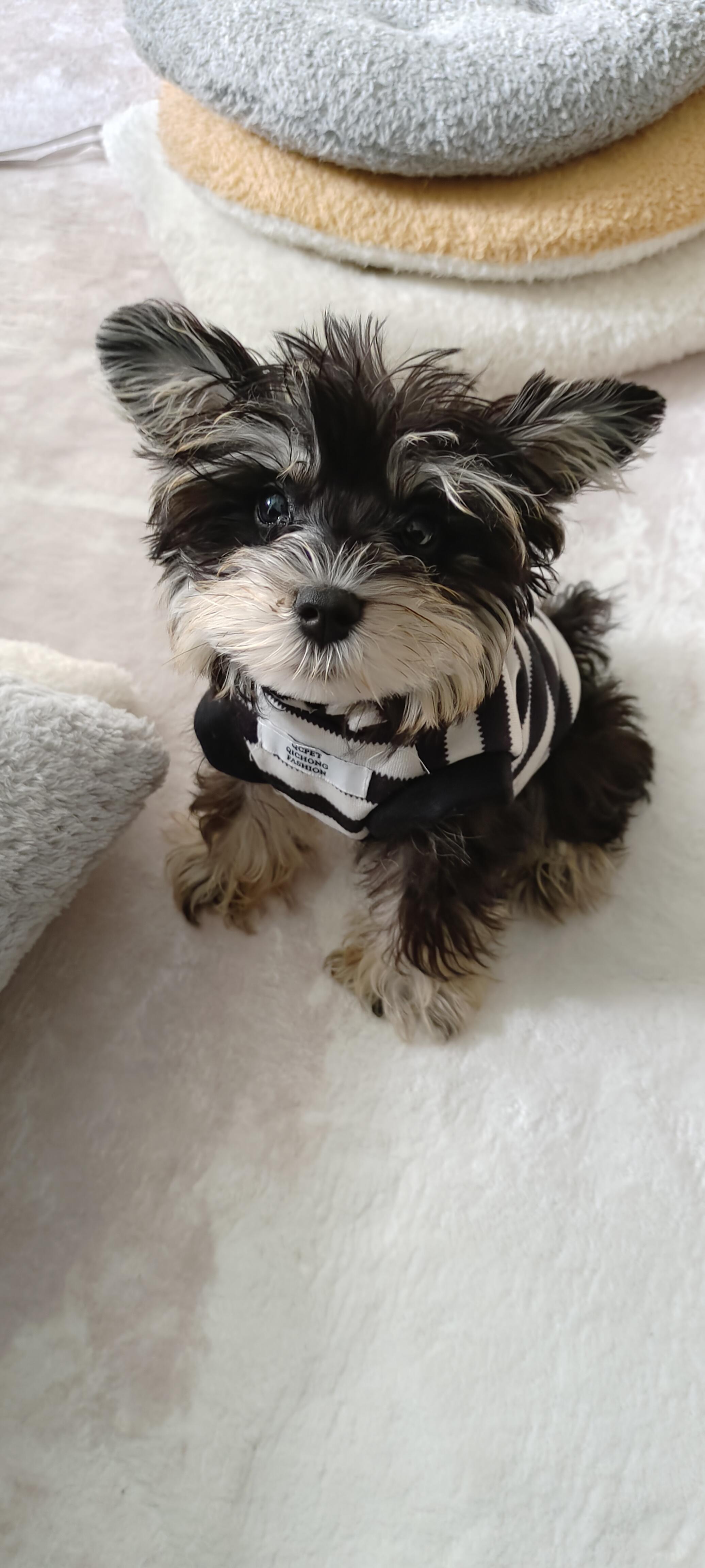 关于萌新入坑的一些建议。（小狗镇楼）