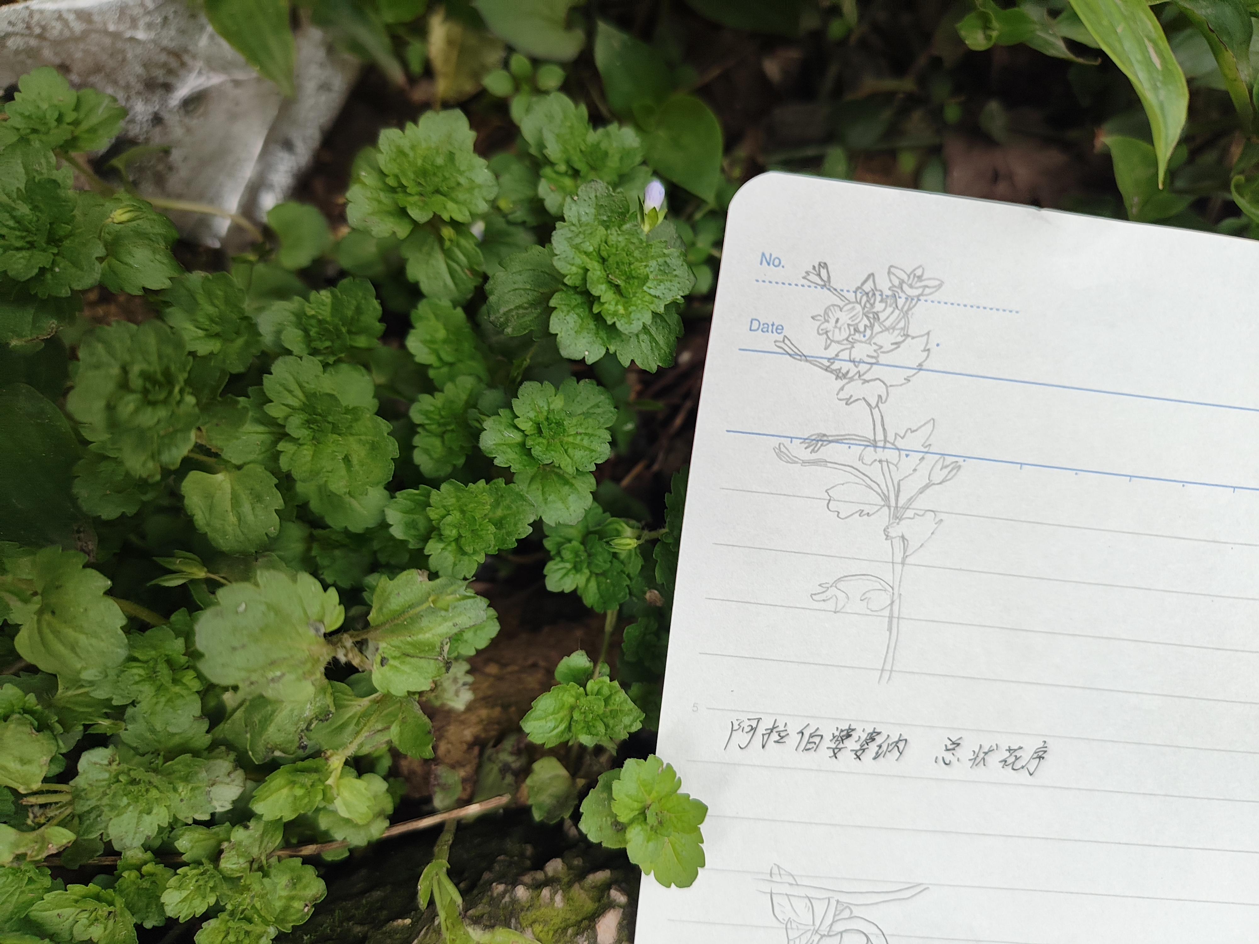 画渣尽力了，将就看吧_(:зゝ∠)_