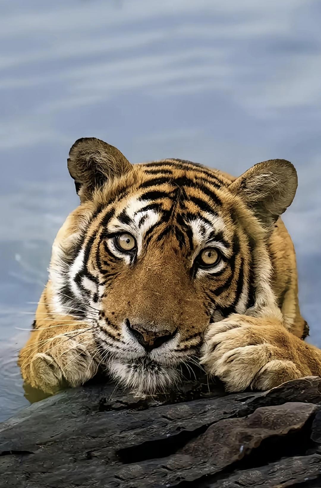 襄阳15已攻克，预计270重开截图