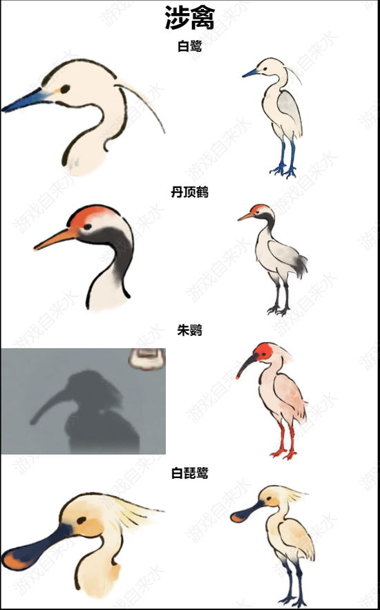 鸟类图鉴