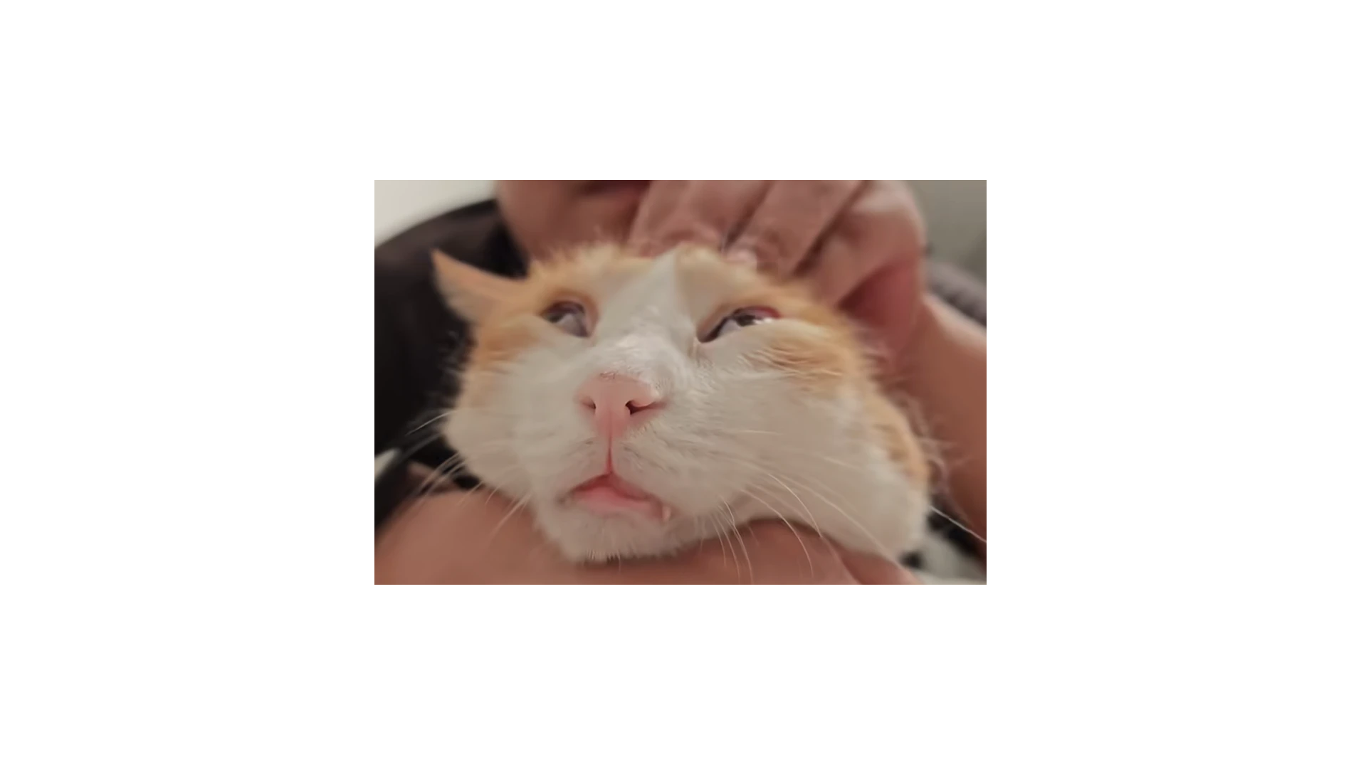 米姆米姆哈，一款经营游戏里新的弗兰克斯坦