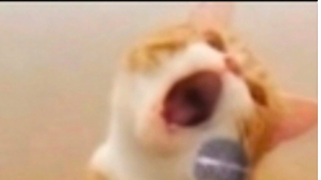 我们极其护犊子的盟主老大（小小蚁国）