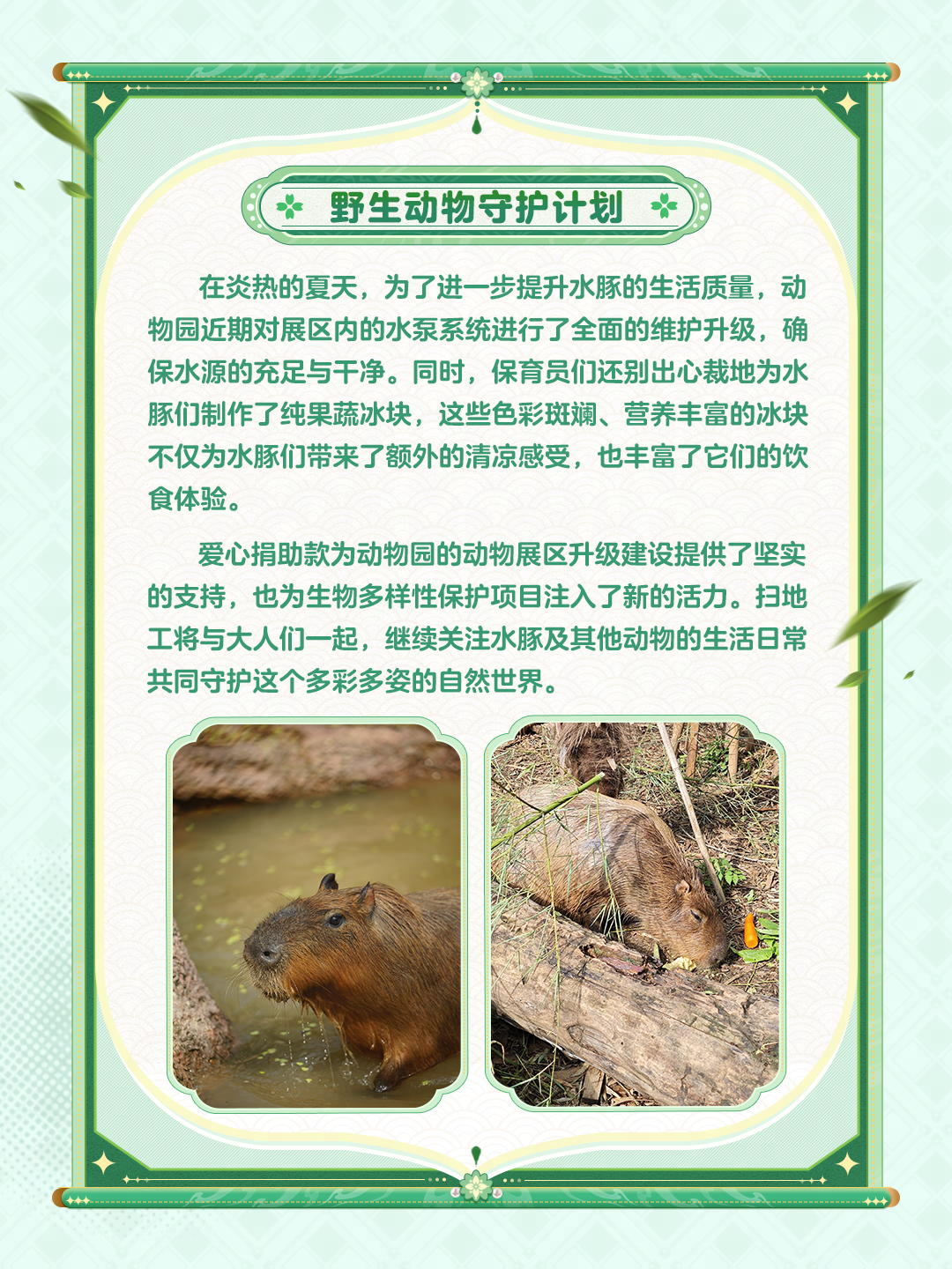 ☆阴阳师小动物公益反馈☆