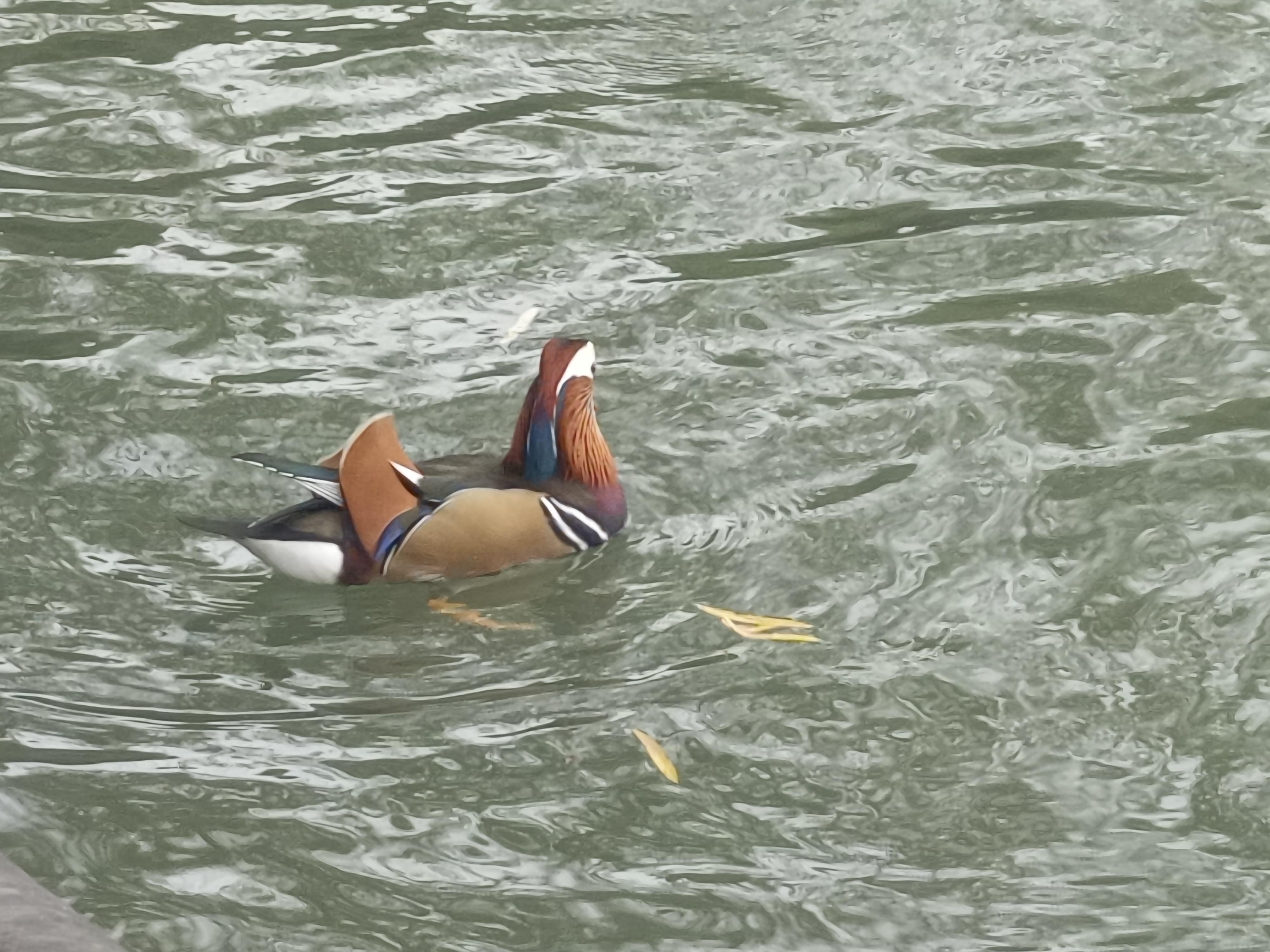 绿头鸭信息卡+3