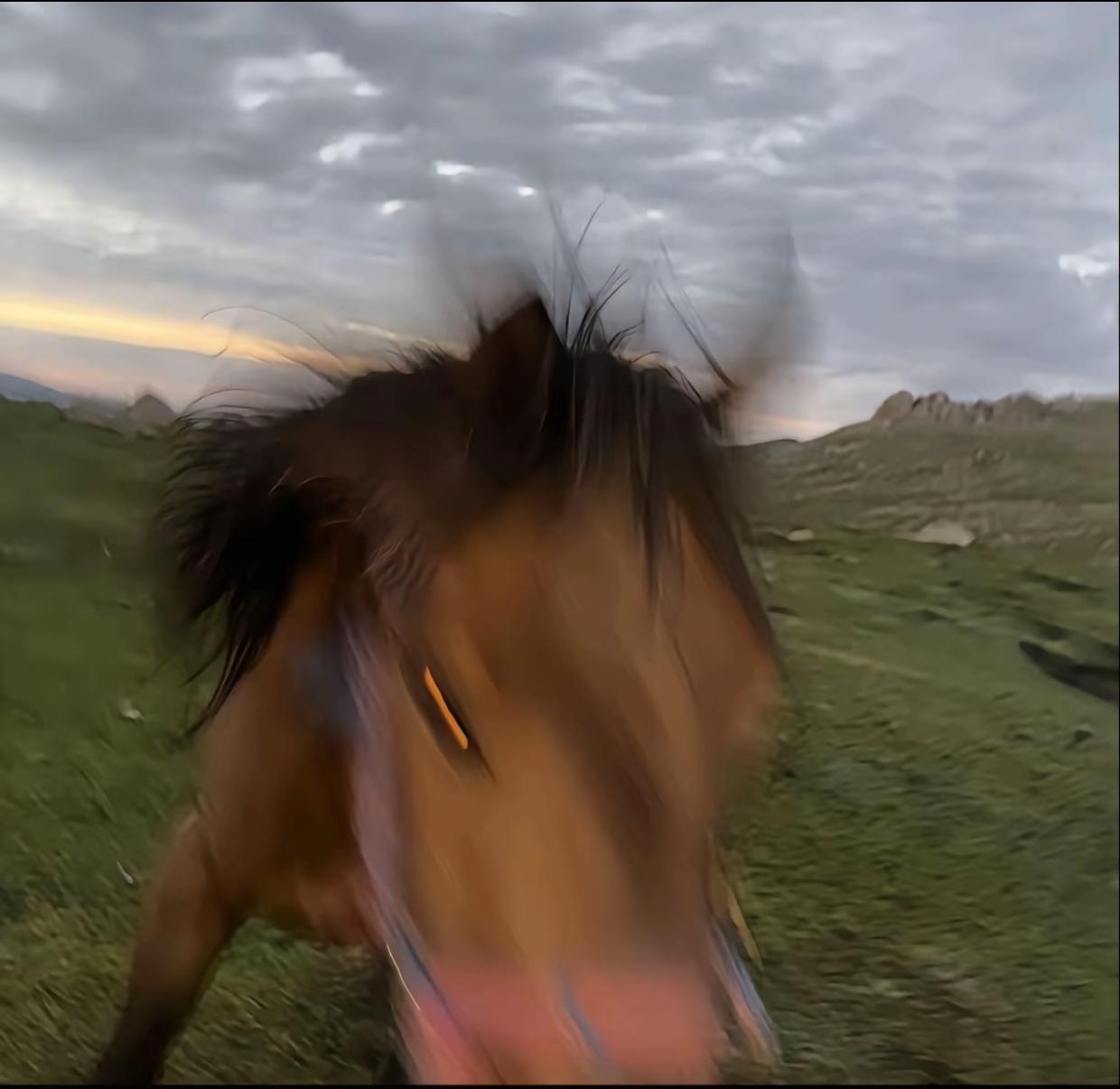 关关于马年新题材个人建议之宠物体系完善篇