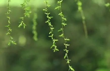 【弓箭侠丨春日活动】风传花信︱雨濯春尘🍀🍀🍀