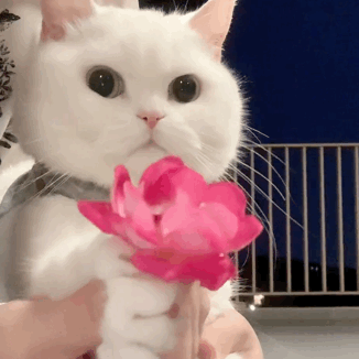 恭喜花凉八强！🌸