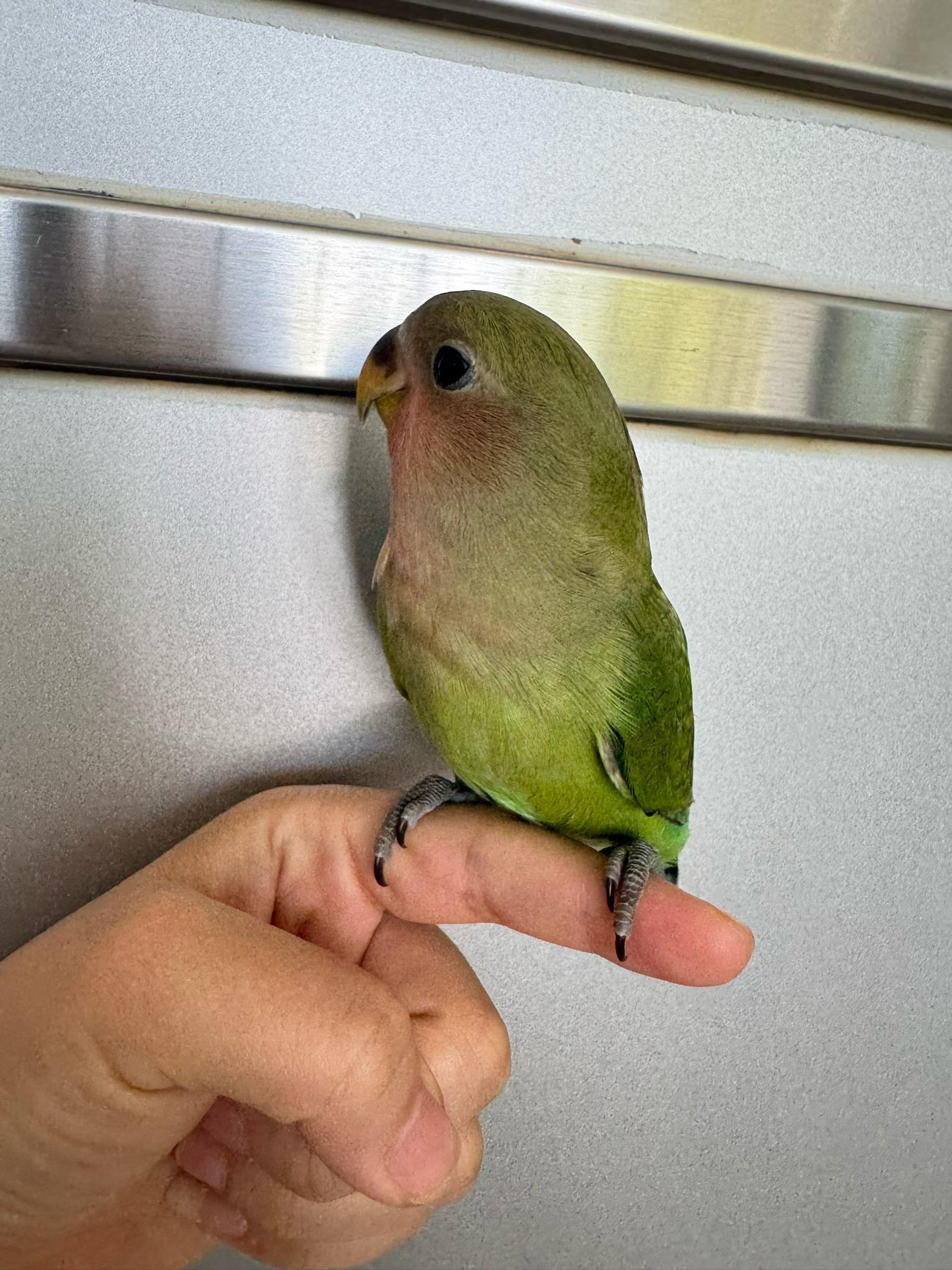 获取灵石的基础思路