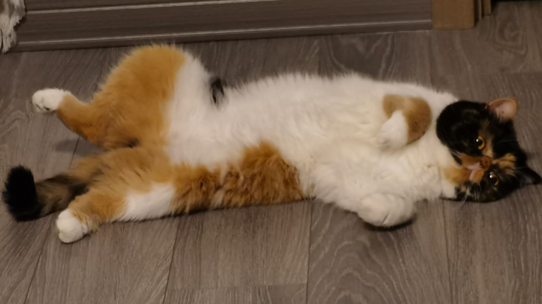 关于国际服和国服差异的一些想法