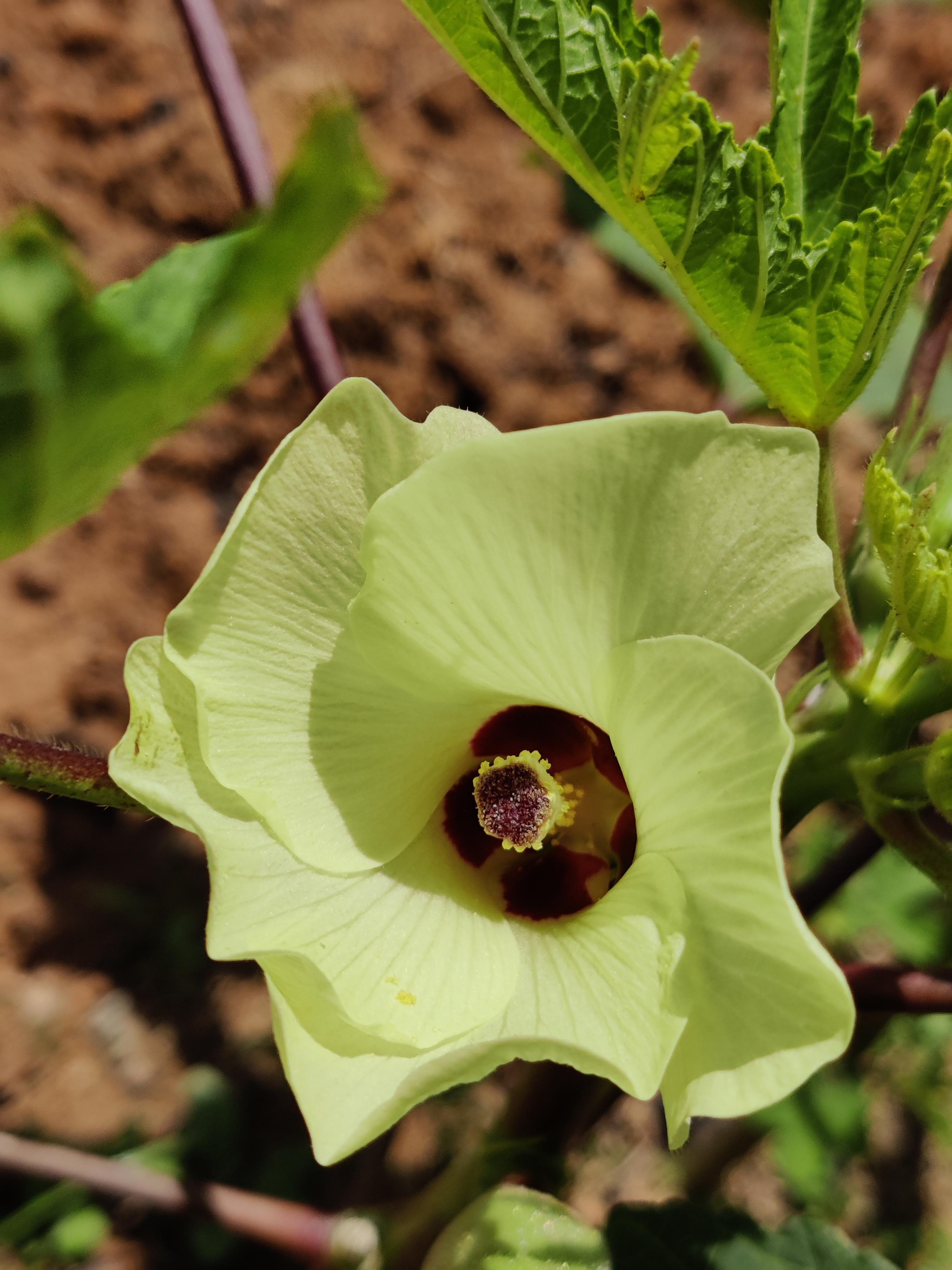 夏日活动⚠️昆虫警告（内含蜻蜓，草蛉卵，小蜘蛛，毒蛾，豆娘）