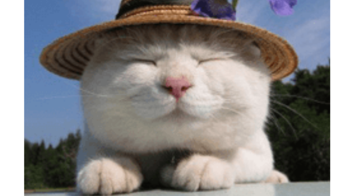 技能MOD进度展示⑨剧情角色技能页