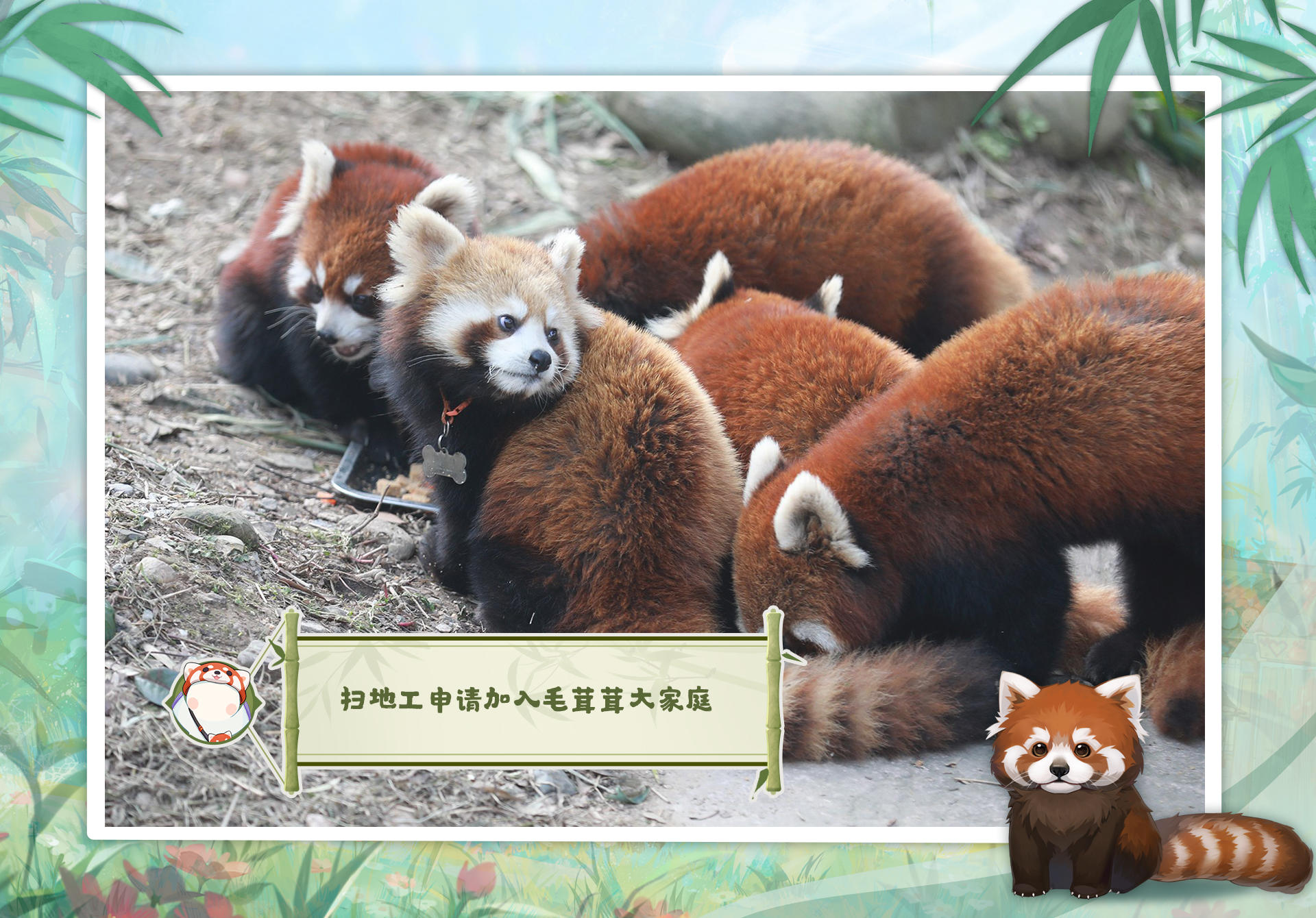 ☆小熊猫观察日记☆