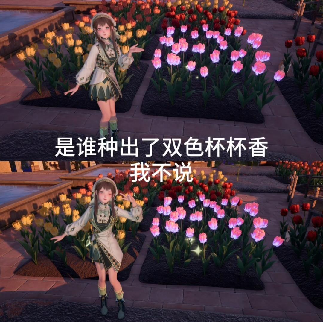 是谁种出了双色杯杯香，我不说