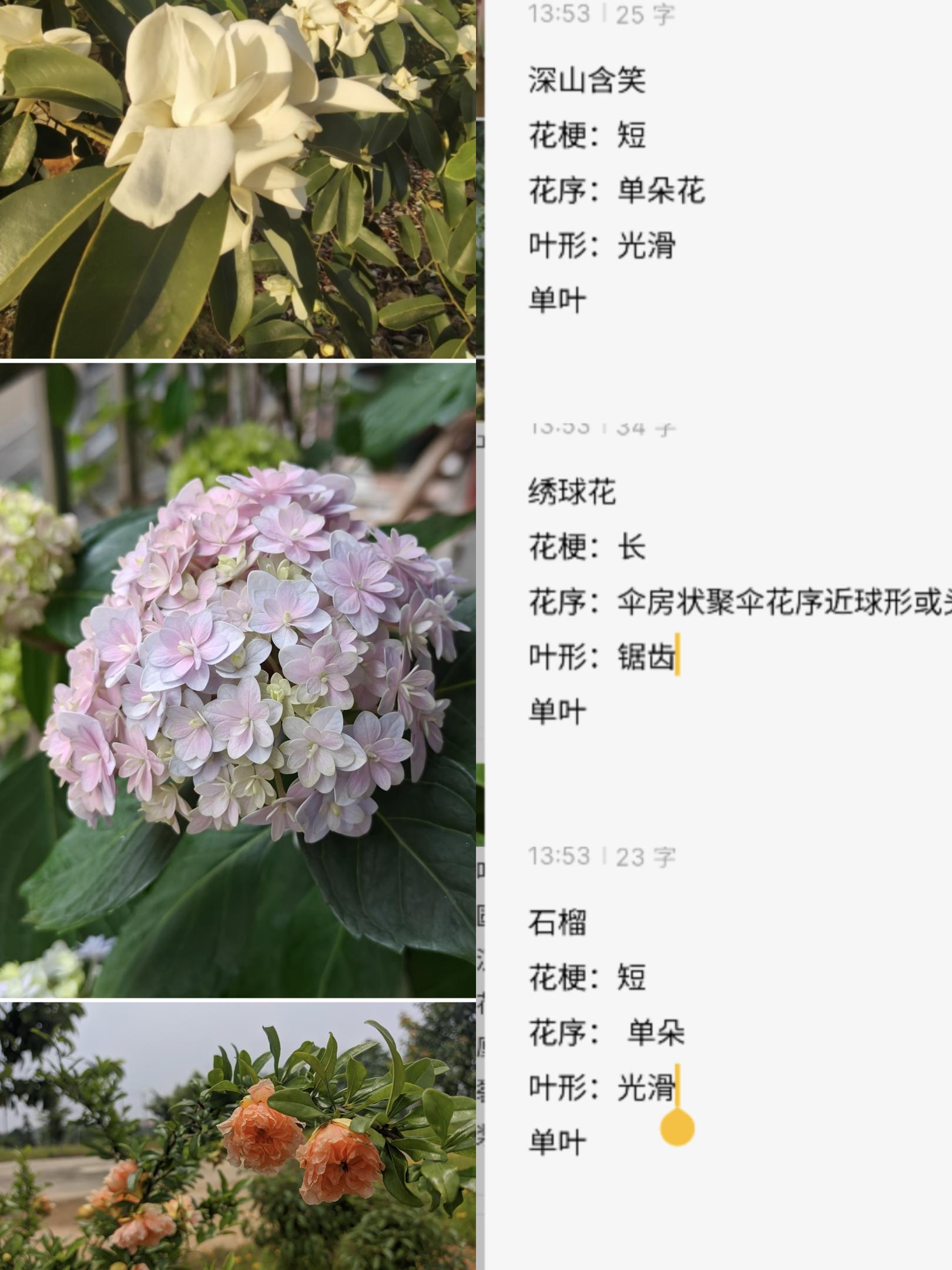 春季🌼活动：妙手拍花🌸