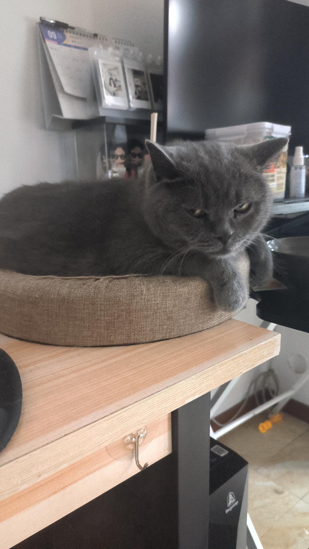 ‘后巷牙’狼人皮肤登场！