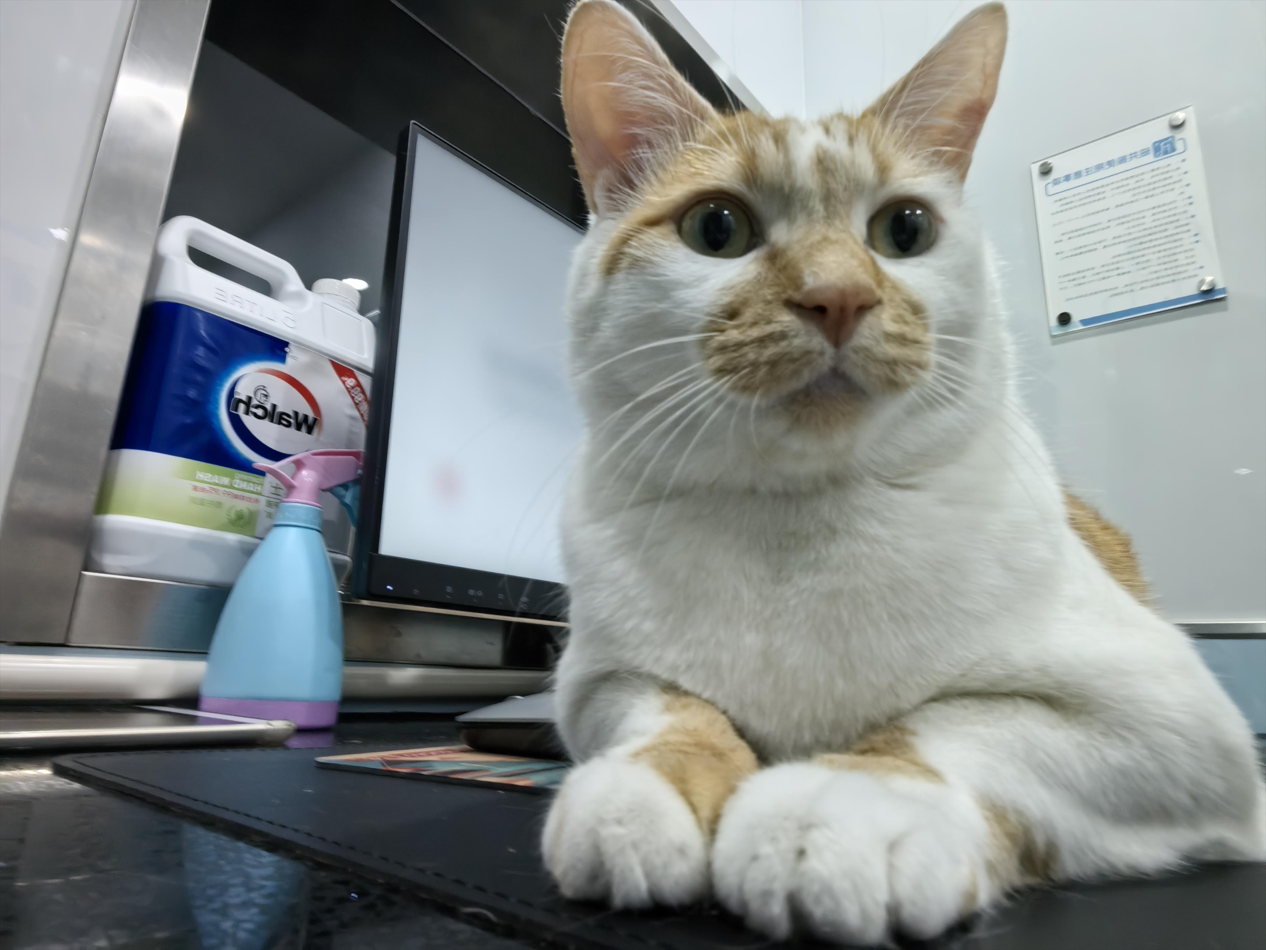 百田别装死！！正面回话！