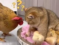 年更还拖套娃游戏这样搞是要玩家全部退游？截图