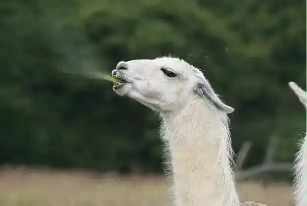 预测一个新辅助仙缘机制