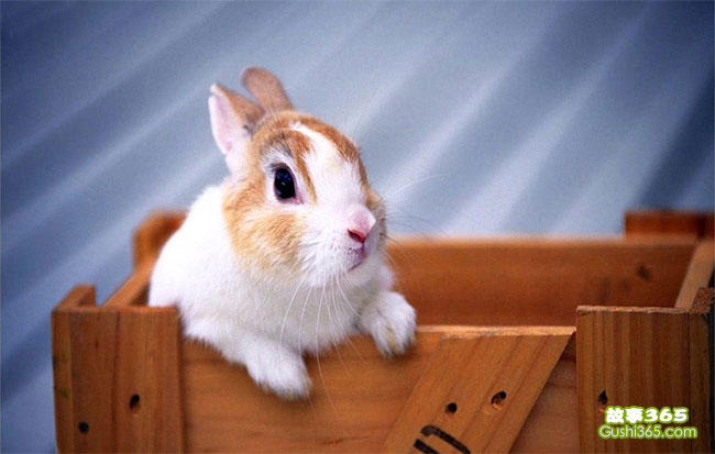 【预测向】卡片怪兽兔年，年兽卡预测