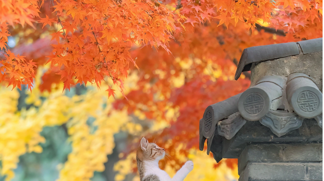 仓库吃灰卡建议