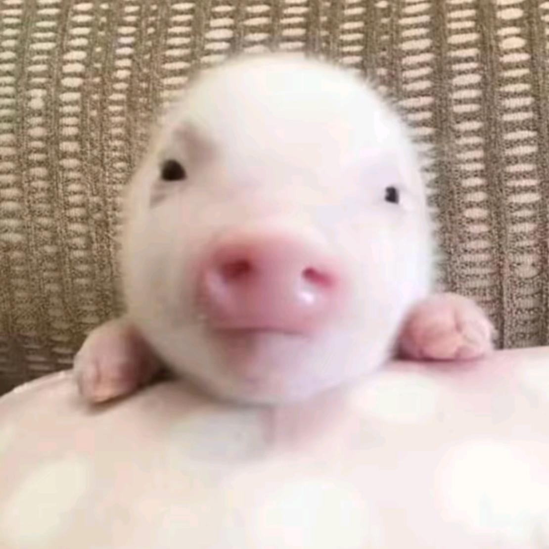 包养铜丝雀( ˉ͈̀꒳ˉ͈́ )