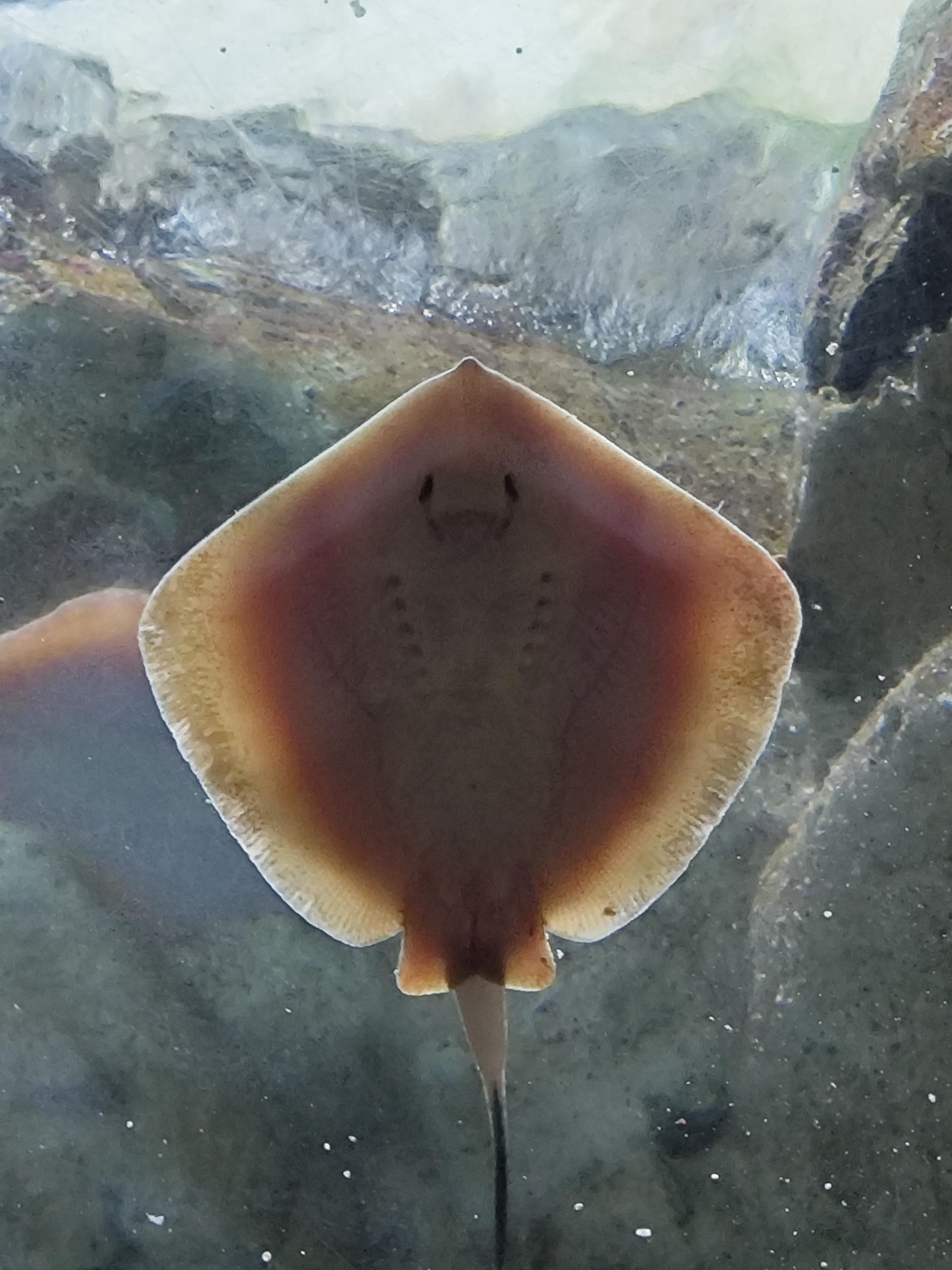 开封老四是所有手残党的爹