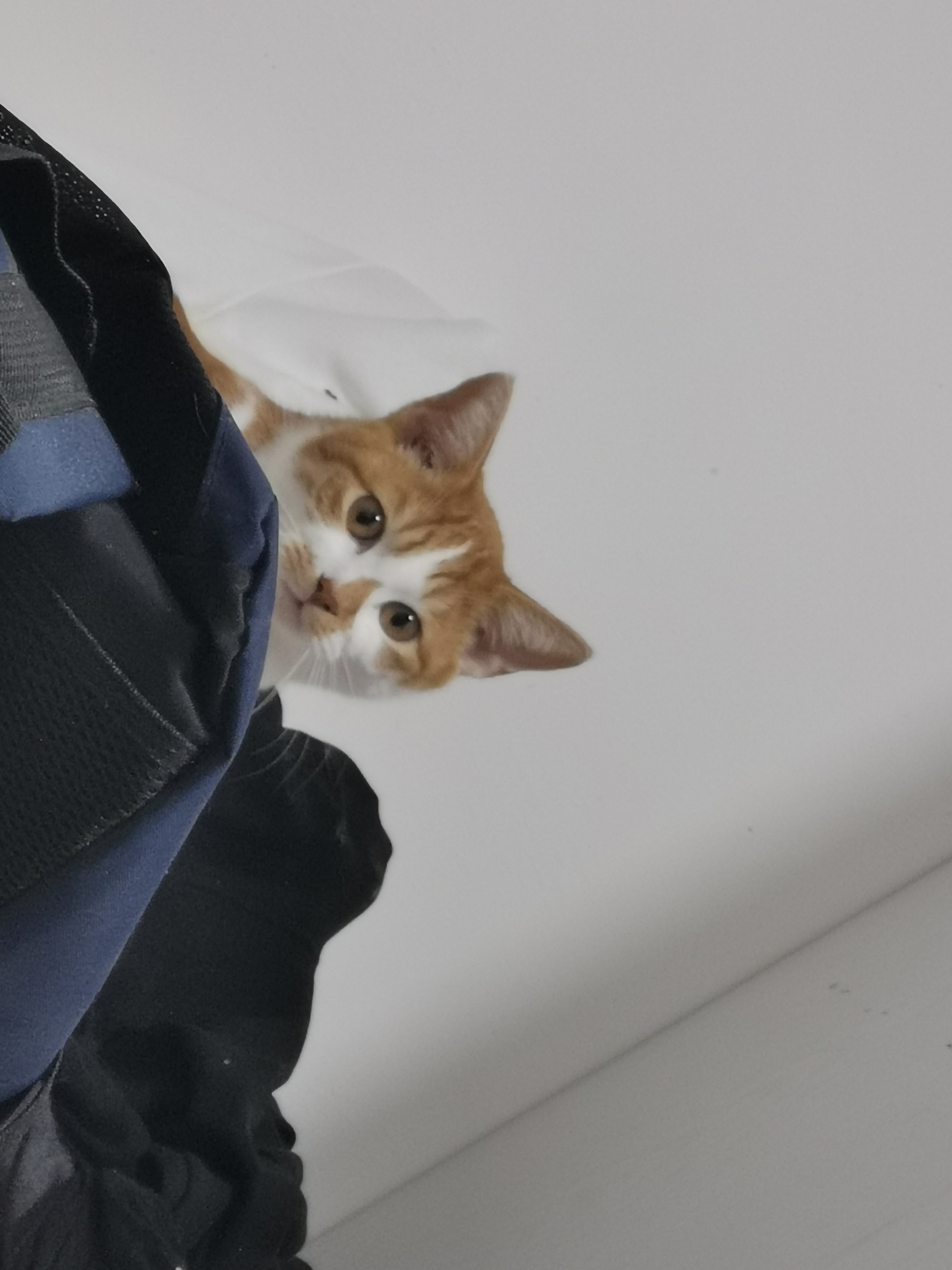 鲤妙计的动态 三花猫和她的皮肤金丝虎 话说三花都是母猫皮肤就变性成公猫了 Taptap 发现好游戏