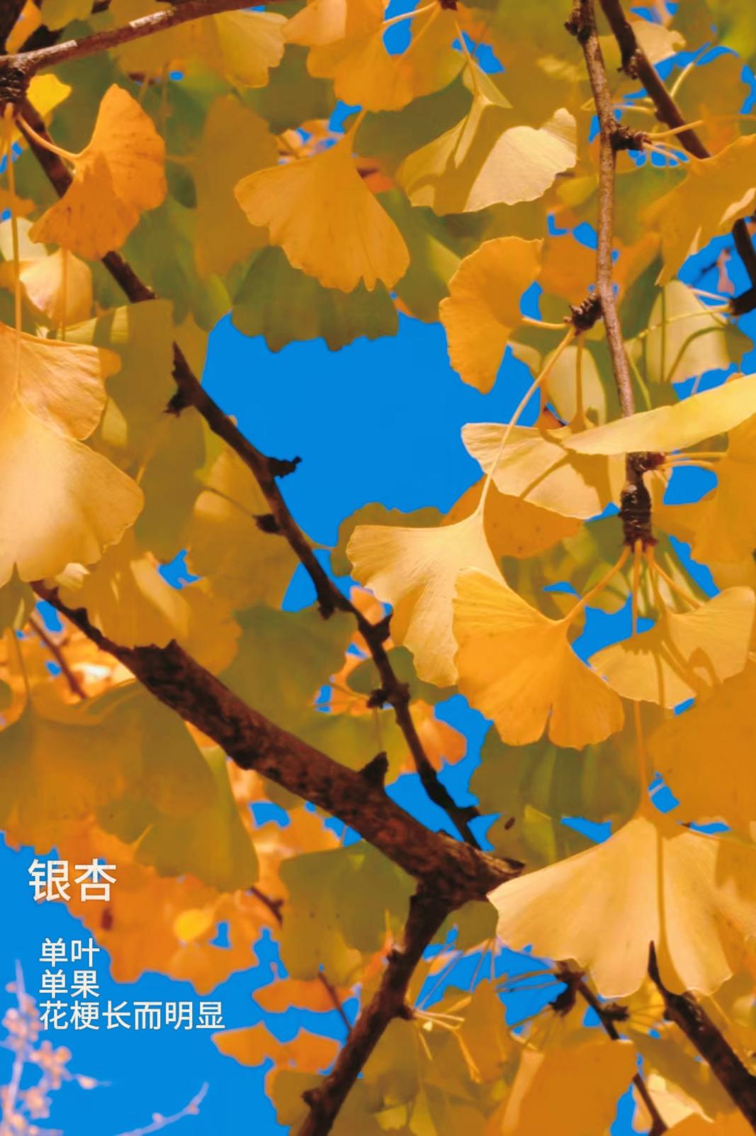 春季活动🌸妙手拍花