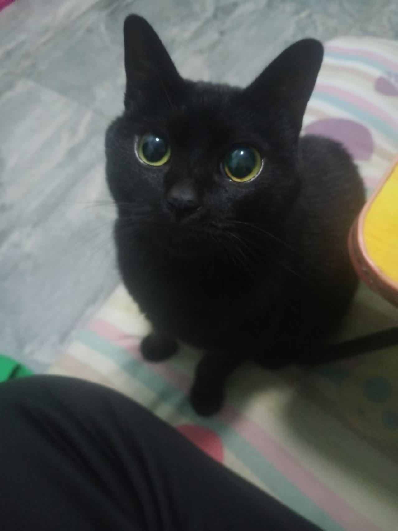 绝望阁楼与可怜小黑的双向救赎